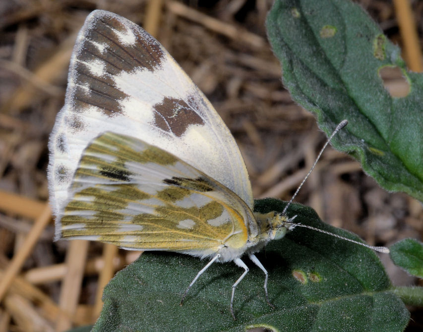 Farfalle: Pontia edusa